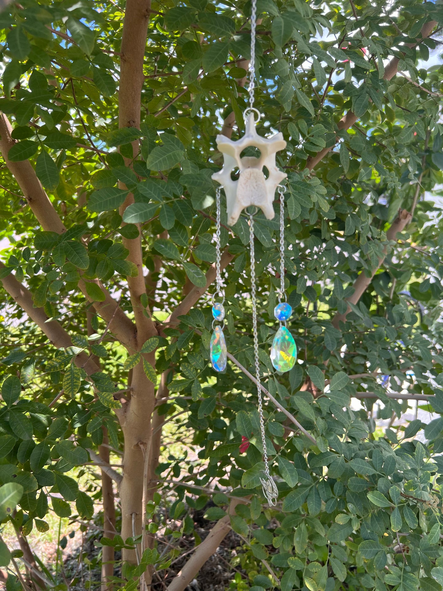 Deer vertebrae sun catcher