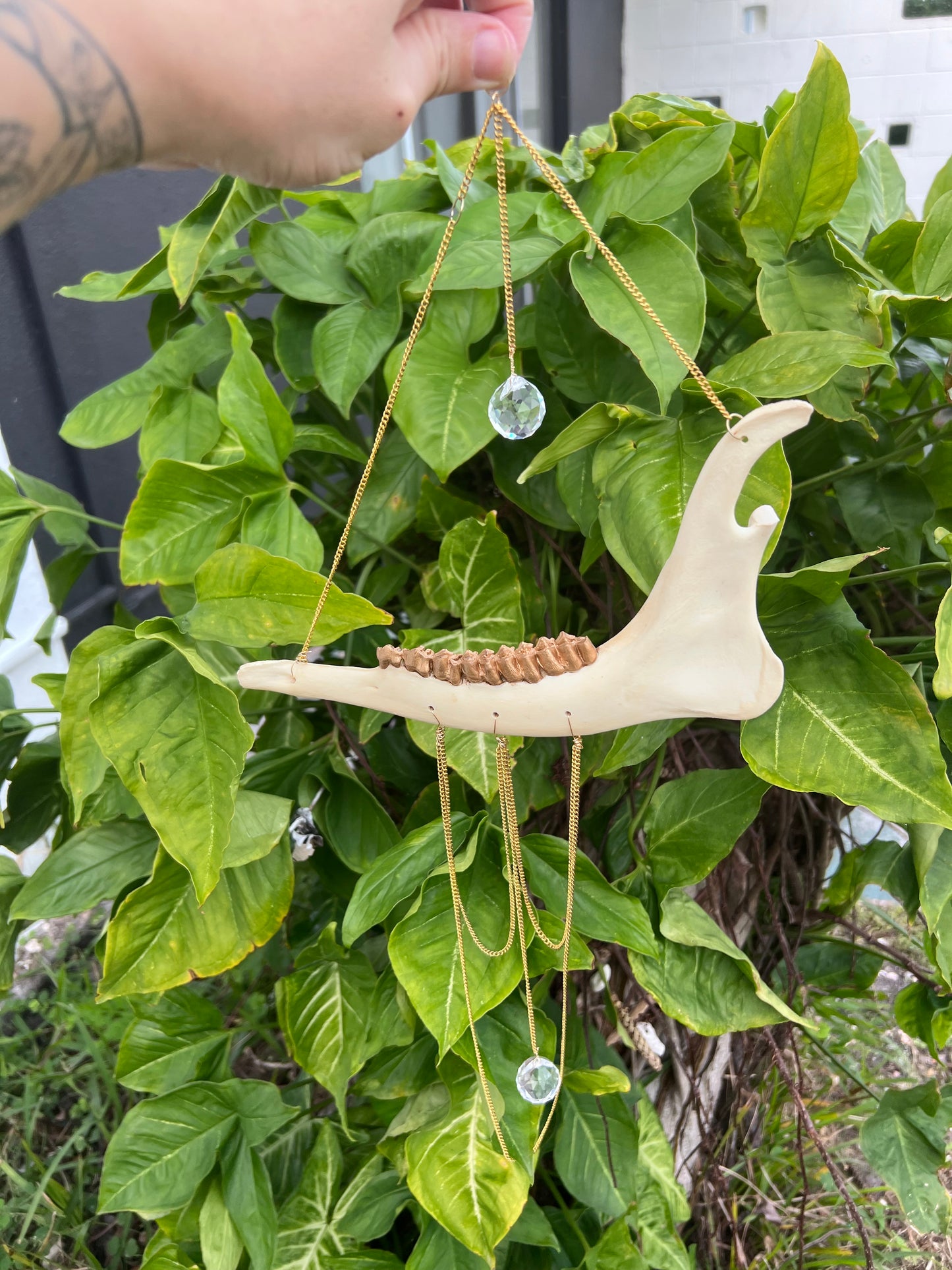 Deer Jawbone Sun Catcher