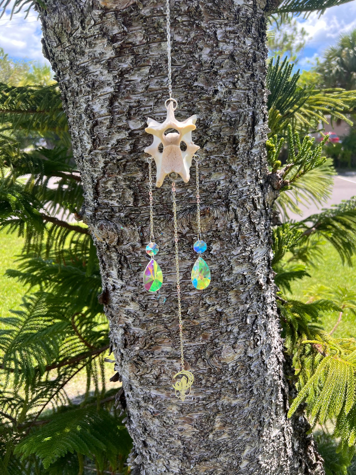 Deer vertebrae sun catcher