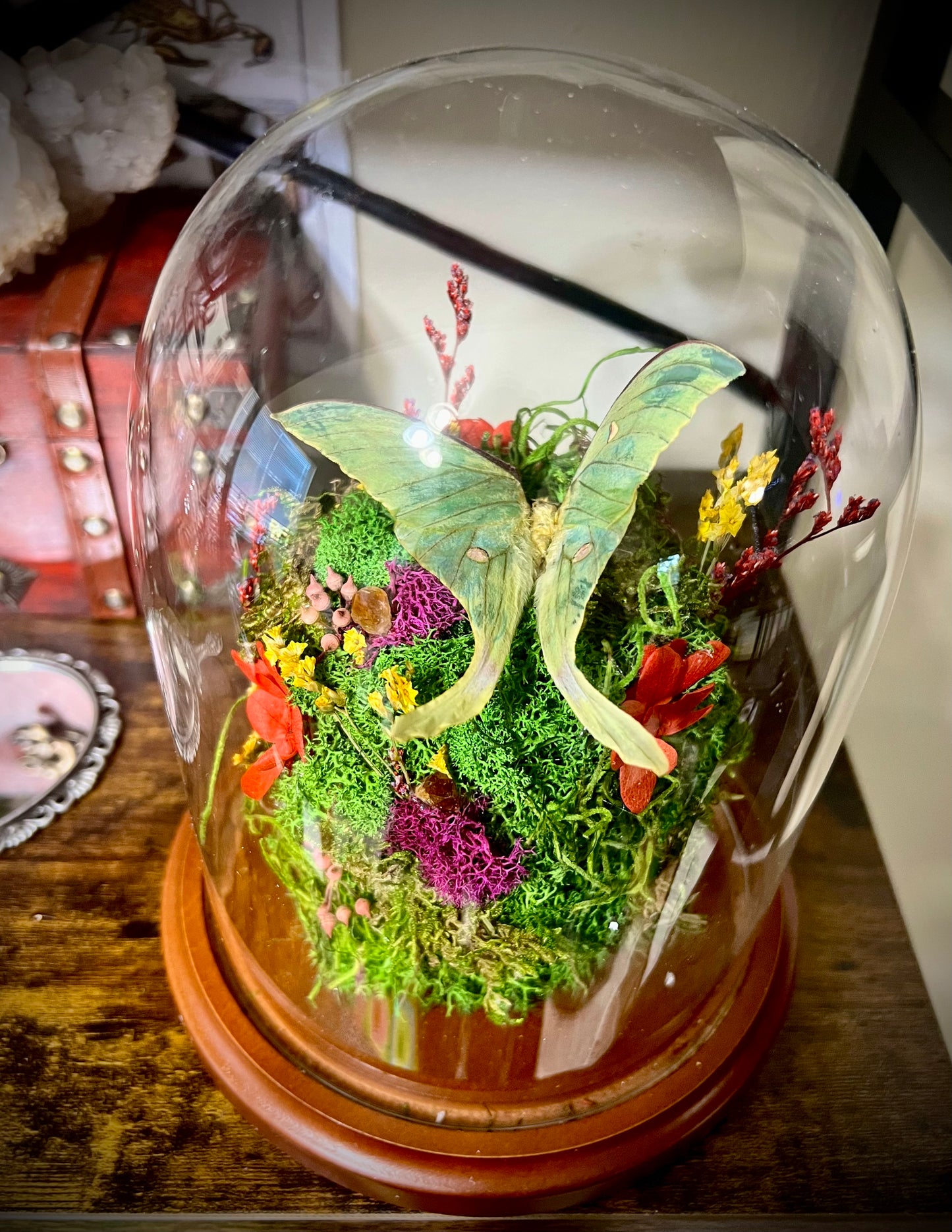 Actias Ningpoana Tombstone Terrarium