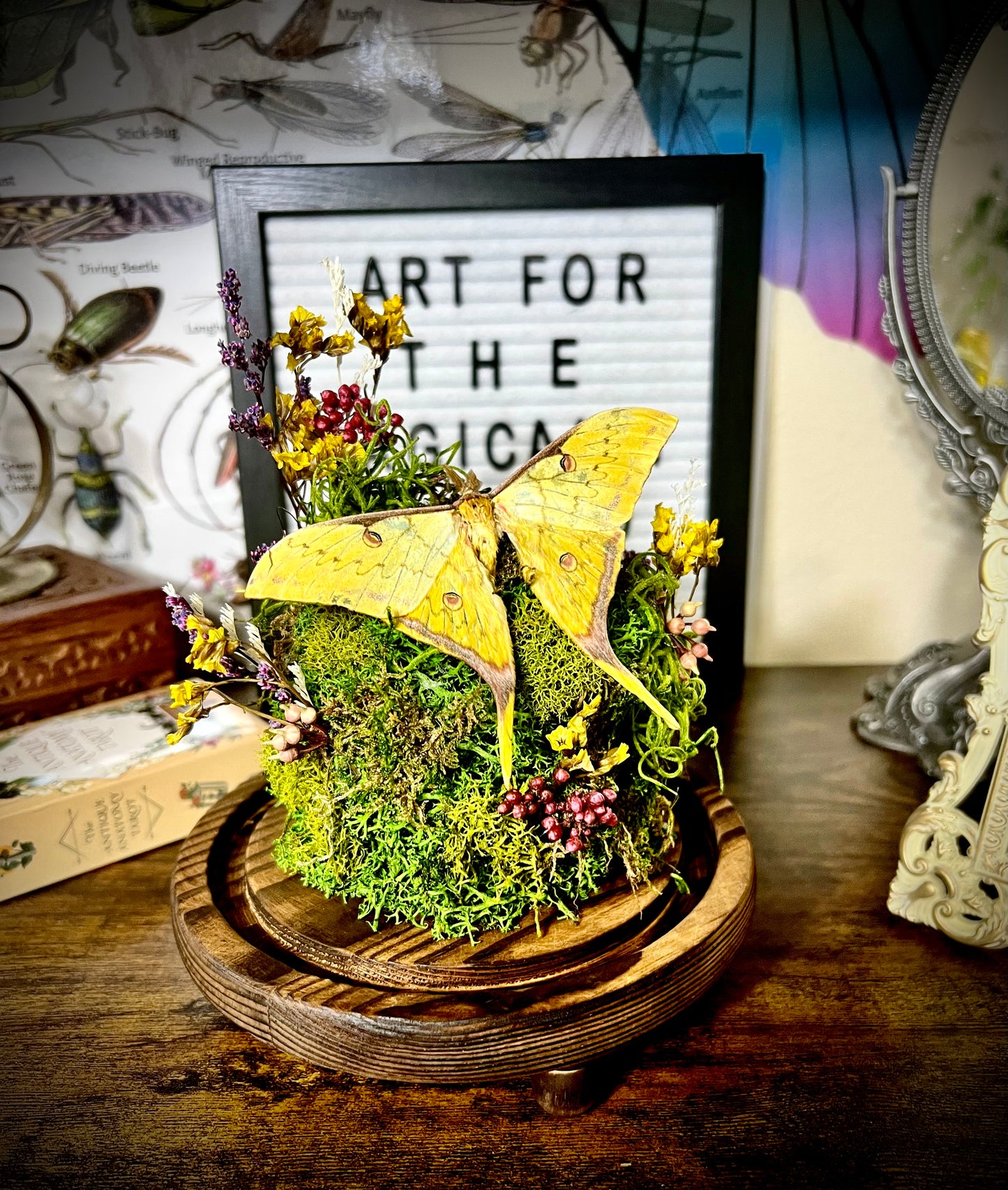 Actias Sinensis Tombstone Terrarium