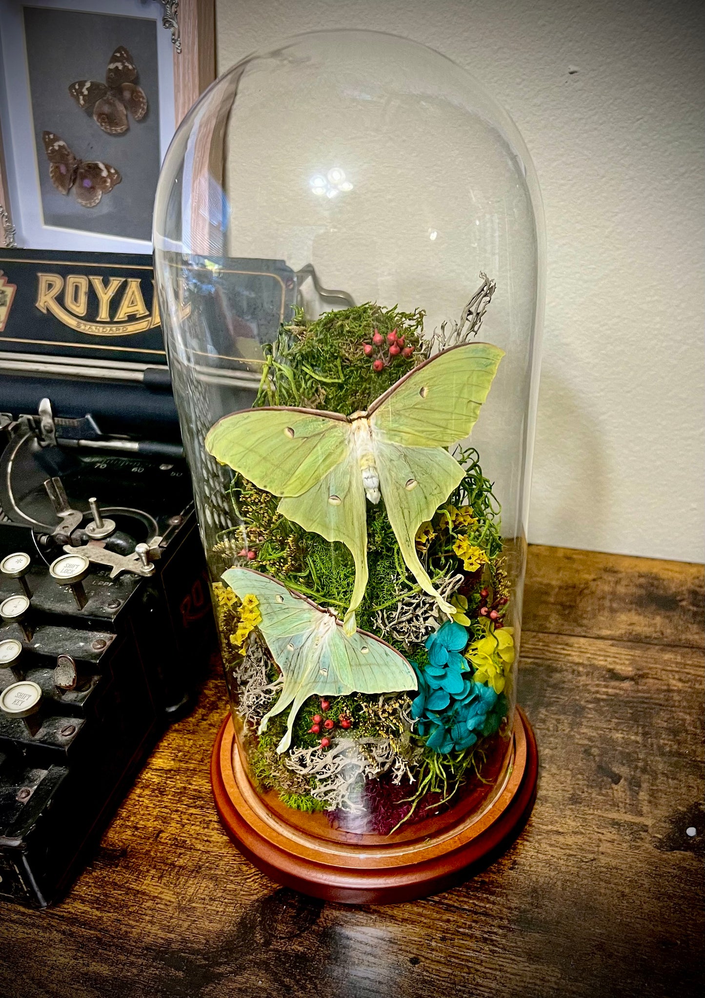 Double Luna Moth Tombstone Terrarium