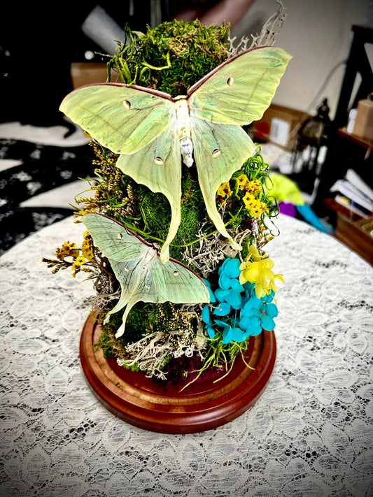 Double Luna Moth Tombstone Terrarium