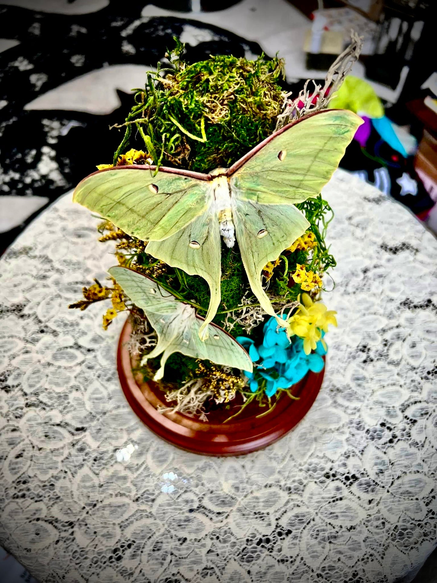 Double Luna Moth Tombstone Terrarium