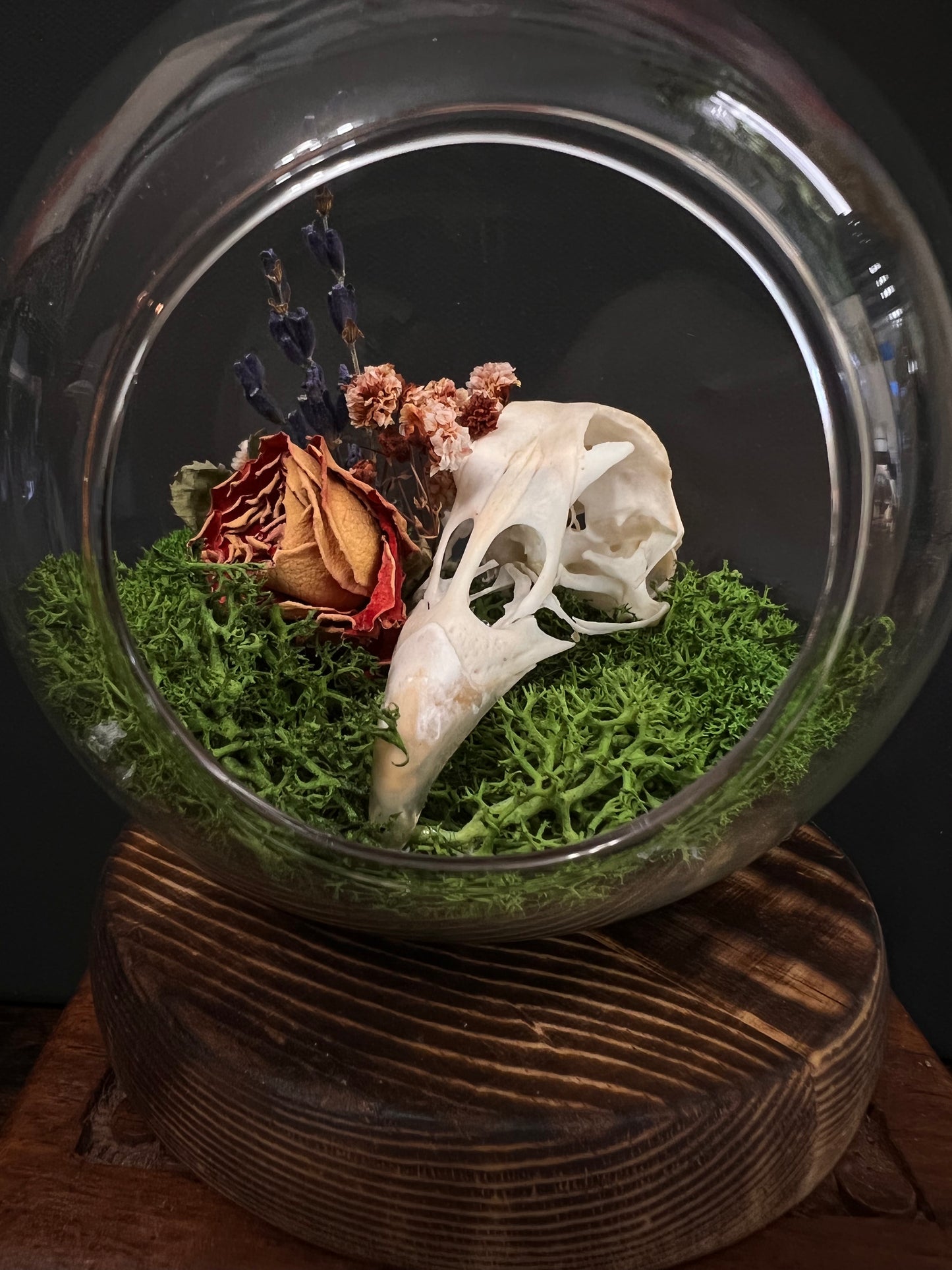 Chicken Skull Tombstone Terrarium